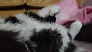 Jazz doing the 