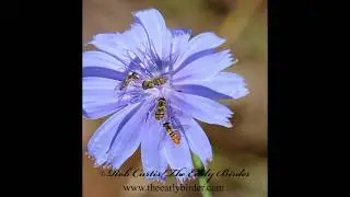 HOVER FLY group on flower.  Toxomerus marginatus