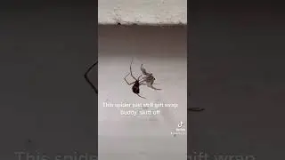 Spider #arachnidsofinstagram #spiderman #blackwidow
