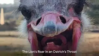 Roaring Ostriches | The Lion Impersonator