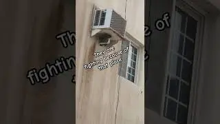two pigeon  fighting #shorts    #youtubeshortsyou #pigeons