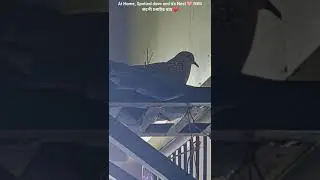 Calls of A Spotted Dove ❤️ *At Home, Spotted dove and it's Nest 🩷 ঘৰত কপৌ চৰাইৰ বাহ ❤️#spotteddove