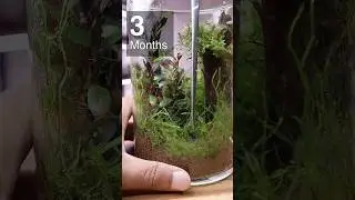 3 months update on the Terrarium with no drainage layer