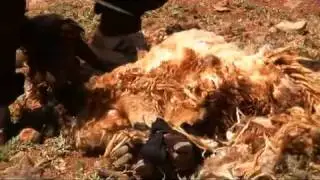 The Poot   Persian Carpet documentary trailer)