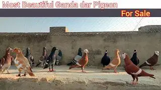 Most Beautiful Ganda dar Pigeons