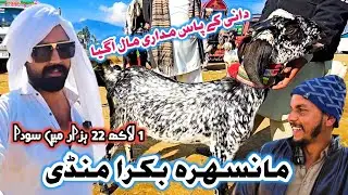 Mansehra Bakra Mandi | Dani Milking Goat | Madari Goats | Best Quality Goat #mansehramandi #sktv27 