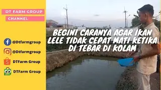 Tutorial Dasar Budidaya Ikan Lele Dari DT Farm Group (Video Official)
