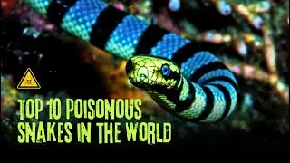 Top 10 Poisonous and Dangerous Snakes in the World
