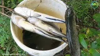 How To Catch and Cook Fish By A Smart Boy 2017 | A Simple Way To Catch A Lot Of Fish