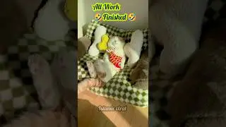 My Cat Daily Routine 🤣(part -1) #beautifulcat  ❤️#cutecat #like👍 #subscribe #cuteanimal 😘