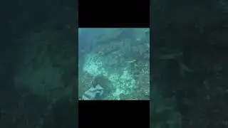Divecave 1 #spearfishing #divegear #divegear #diveshop #freediving #diving #sunshinecoast #spearo