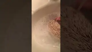 How to give your hedgehog a bath 🦔