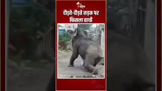 Uttarakhand Elephant Falling Viral Video: दौड़ते-दौड़ते सड़क पर फिसला हाथी, वीडियो वायरल | Haridwar