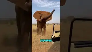 Elephant Attacking Human in the Wild | #animals #funnyanimals #animalvideos