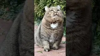 Барсик принимает информацию из космоса #angel #music #cat