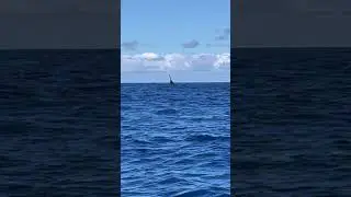 Hilo Whale Watching Tour