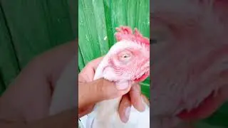 White Aseel chick 🐥👌|beautiful 🤩 white chick|#shortvideo #aseelvlog #youtube #vlogebyroman
