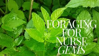 Foraging Nurse Gems (New Ground Elder Leaves) In Musselburgh | Foraging Vlog