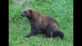 Filming #Wolverine in #Finland. Glutton | Carcajou | Skunk Bear | Quickhatch |  Wolverene