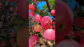 Enjoy Beautiful Unique Apple Fruits #fruit #nature #shorts