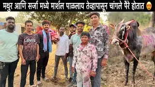 मार्शल 500 नितलास मुलाखत | मथुर आणि सर्जा मध्ये मार्शल पाळलाय तेव्हापासून चांगले पैरे होतात 😍