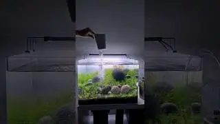 Iwagumi Style round Pebble planted Aquarium + 50 day Update #aquarium #aquascape #iwagumi