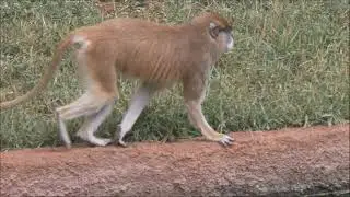 WADI MONKEY, RAYAPPA KASI