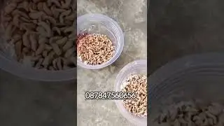 maggot umpan mancing  | COD se indonesia #jaringfishing #umpanmancing #mancing #umpanmancingjitu