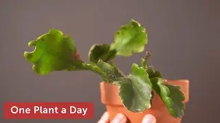 Rhipsalis oblonga Houseplant Care&mdash;71 of 365