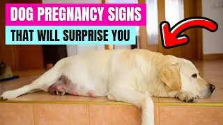 7 Clear Signs Your Dog Might Be Pregnant 🐕
