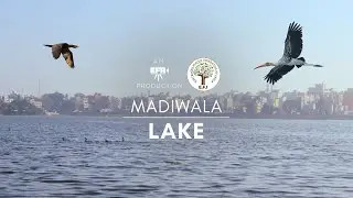The Madiwala Lake Story | Hydrostan - Bangalore | English #bangalore #karnataka
