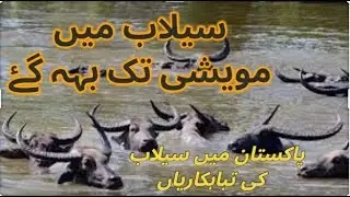 Flood In Pakistan 2022 Today | Selab in Pakistan | Selabi Rela 2022 Today #flood#Pakistan #nature+