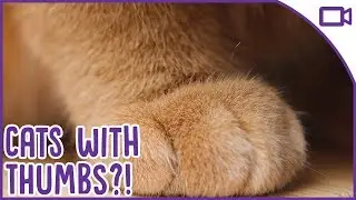 Cats with THUMBS?! - Polydactyl Cats and How it Happens!