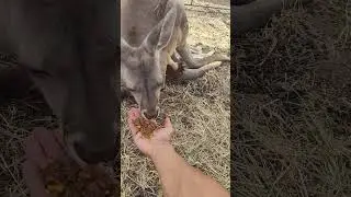 Kangaroo facts