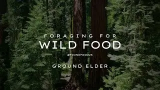 Ground Elder Foraging Guide: Find, Identify, Harvest & Cook This Wild Edible 🌿
