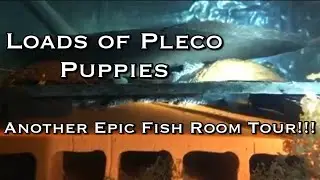 Эпическая экскурсия по рыбному залу от европейского заводчика рыб Pleco ApistoKillifish - Элиас и его удивительный рыбный зал!!