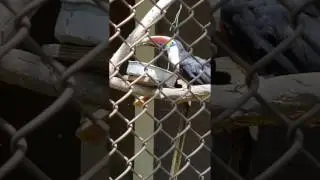 Red Bill Toucan Throws One Back