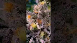 None Chuck's & Bite-E: honies & pot {blūr &para;h&oslash;nk} 💚