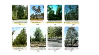 Short Rotation Woody Crops for Phytoremediation Applications
