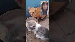 Только я и мои питомцы! 🐈🐈‍⬛❤️❤️❤️