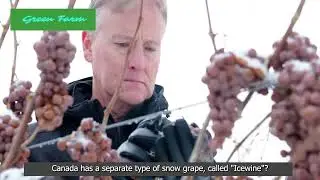 Harvesting and processing SNOW GRAPE - Snow grape growing techniques - Snow grape wine factory