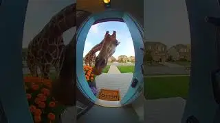 When a Giraffe Rings Your Doorbell 🦒  #funny #ringdoorbell #giraffe #animals #shorts #viralanimals