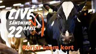 Kosläppet 2020