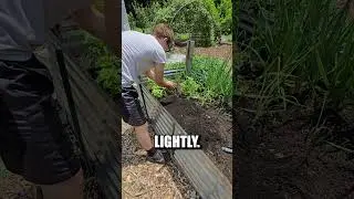 How I Grow Parsley From Seeds In My Garden!