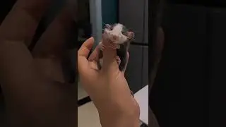 Такое маленькое счастье #shorts #cute #story #милота #mouse #mimi #happy #няшка