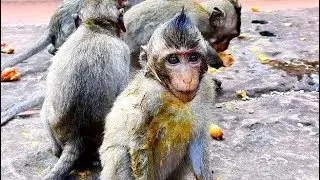 MGO...Poor orphan baby monkey NELSON paint his boby| Nelson eat mango