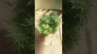 #2 seguimiento de Javier con varias cepas ice kush,wedding cake,ak 47 de Grow Seeds bank da Colombia