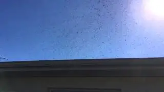 Large flock of swallows
