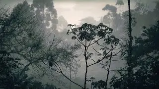 Tropical Forest Soundscape &ndash; 2 Hours Of Relaxing Jungle Sounds &ndash; Sleep, Meditate, Study, Relax