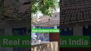 #monkey #India #journey #Goa #travel #relocation #tropics #индия #релоканты #гоа2023 #гоа #